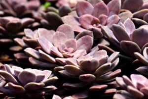 Vライン脱毛の形でおすすめのスタイルは？