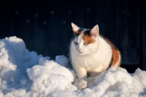 脱毛と減毛の違いは何ですか？