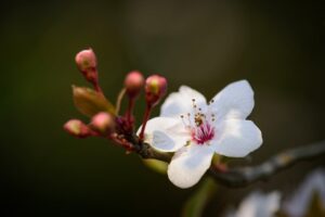 デリケートゾーン脱毛におすすめのクリニックはどこですか？