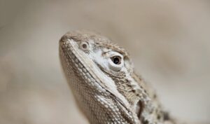 しこりがある時に脱毛できるか心配なあなたへ、答えは？